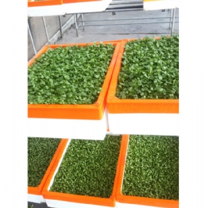 芽苗菜生產及培訓